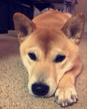 Lap of Love Veterinary Hospice Indianapolis,
Indiana Testimonial for Dr. Cindy Guss
by Kaeleigh undefined