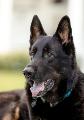 Lap of Love Veterinary Hospice Wellington,
Florida Testimonial for Dr. Meagan Meador
by Kara undefined