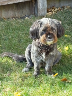 Lap of Love Veterinary Hospice Minnetonka,
Minnesota Testimonial for Dr. Ronda Reardon
by Sarah undefined