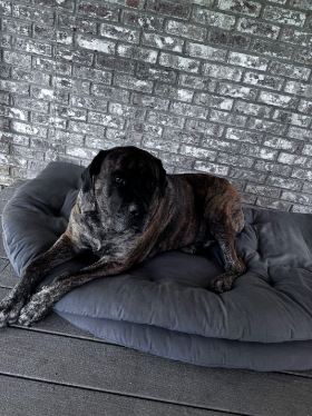 Lap of Love Veterinary Hospice Miamisburg, 
		Ohio Testimonial for Dr. Beth Ruggles 
		by Dawn undefined