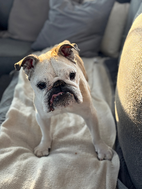 Lap of Love Veterinary Hospice Macomb ,
Michigan Testimonial for Dr. Amy Stone
by Michele & David undefined