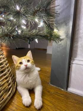 Lap of Love Veterinary Hospice Knoxville,
Tennessee Testimonial for Dr. Liz DeVoe
by Stephen undefined