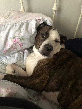 Lap of Love Veterinary Hospice Crestview ,
Florida Testimonial for Dr. Bernadette Perez-Cantu
by Nicole undefined