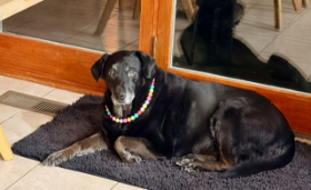 Lap of Love Veterinary Hospice Grove City,
Ohio Testimonial for Dr. Jennifer Bell
by Mitch undefined