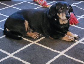 Lap of Love Veterinary Hospice Arnold,
Missouri Testimonial for Dr. Chris Hanley
by Jessica undefined