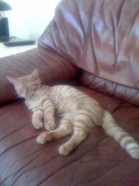 Lap of Love Veterinary Hospice Santa Barbara,
California Testimonial for Dr. Donnalee Dorman
by Kerri undefined