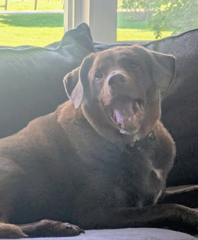 Lap of Love Veterinary Hospice Xenia, 
		Ohio Testimonial for Dr. Amber Beck 
		by ALI undefined