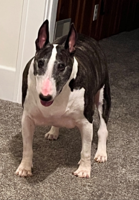 Lap of Love Veterinary Hospice Louisville,
Kentucky Testimonial for Dr. Lionell Smith
by Karen undefined