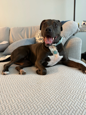 Lap of Love Veterinary Hospice Madison Heights, 
		Michigan Testimonial for Dr. Emily Plock 
		by Leanna undefined