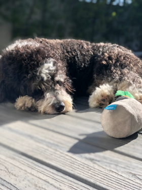 Lap of Love Veterinary Hospice Los Angeles,
California Testimonial for Dr. Alex Yankopoulos
by Bryan undefined