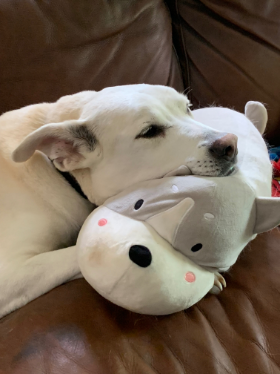 Lap of Love Veterinary Hospice Fairview ,
Tennessee Testimonial for Dr. Bethany Hurley
by Angela & Jaime undefined