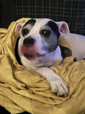 Lap of Love Veterinary Hospice Dayton,
Ohio Testimonial for Dr. Amber Beck
by Shari undefined