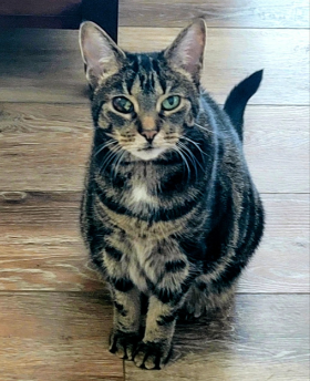 Lap of Love Veterinary Hospice Taylor,
Michigan Testimonial for Dr. Emily Plock
by Lori undefined