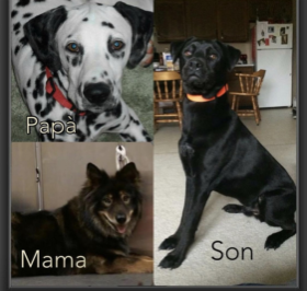 Lap of Love Veterinary Hospice Maumee,
Ohio Testimonial for Dr. Sarah Ryan, DVM
by Mari undefined