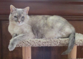 Lap of Love Veterinary Hospice Durham,
North Carolina Testimonial for Dr. Olivia Ross
by Mark undefined