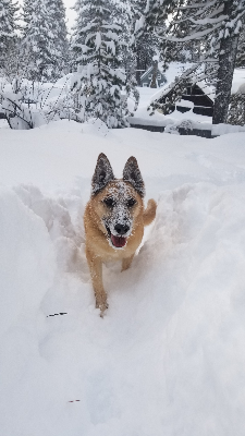 Lap of Love Veterinary Hospice Seattle,
Washington Testimonial for Dr. Evin Luehrs
by Adam undefined