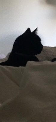 Lap of Love Veterinary Hospice Scotts Valley,
California Testimonial for Dr. Jasmine Trinidad