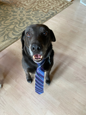 Lap of Love Veterinary Hospice Palmetto,
Florida Testimonial for Dr. Mike Waldy
by Nick undefined