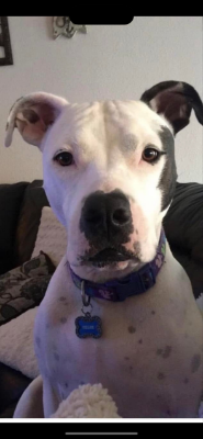 Lap of Love Veterinary Hospice San Antonio,
Texas Testimonial for Dr. Regina Bohmfalk
by Stacie undefined