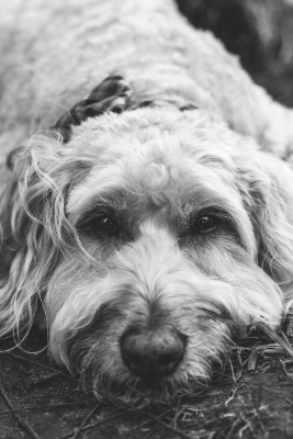 Lap of Love Veterinary Hospice Milwaukee,
Wisconsin Testimonial for Dr. Jane Matheys
by Kelly and Kristin undefined