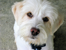 Lap of Love Veterinary Hospice ROCK HILL,
South Carolina Testimonial for Dr. Mark Roberts
by Phillip undefined