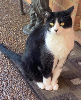 Lap of Love Veterinary Hospice Chattanooga,
Tennessee Testimonial for Dr. Rachel Moe
by Val undefined