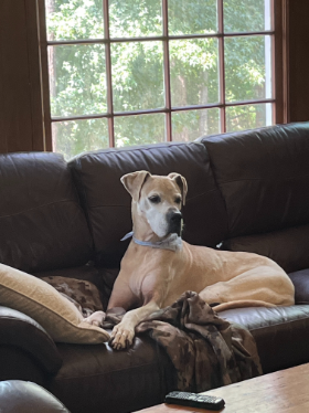 Lap of Love Veterinary Hospice Snellville,
Georgia Testimonial for Dr. Selena Taylor
by Bryan and Sandy undefined