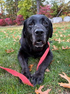 Lap of Love Veterinary Hospice Lowell,
Massachusetts Testimonial for Dr. Carolyn Leahy
by Nancy undefined