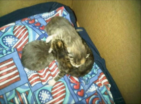 Lap of Love Veterinary Hospice wilkes barre,
Pennsylvania Testimonial for Dr. Rina Fernandez