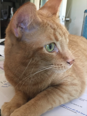 Lap of Love Veterinary Hospice Brownsburg,
Indiana Testimonial for Dr. Emily Yau
by Kathie undefined