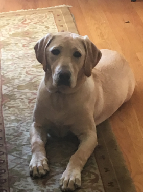 Lap of Love Veterinary Hospice Ardmore,
Pennsylvania Testimonial for Dr. Andrew Ernst
by Kimberly undefined