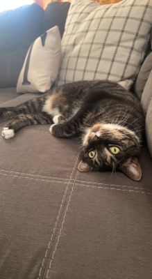 Lap of Love Veterinary Hospice Haddon Township,
New Jersey Testimonial for Dr. Adam Silkworth
by Lisa undefined