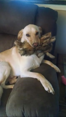 Lap of Love Veterinary Hospice Lake Orion, 
		Michigan Testimonial for Dr. Stacii Comstock 
		by Andrea undefined