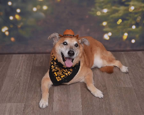 Lap of Love Veterinary Hospice Beaumont,
California Testimonial for Dr. Kara Craig
by Jamie undefined