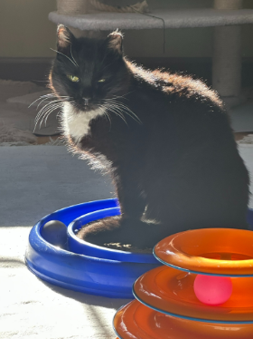 Lap of Love Veterinary Hospice Easton,
Pennsylvania Testimonial for Dr. Johanna Marano