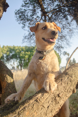 Lap of Love Veterinary Hospice Tukwila,
Washington Testimonial for Dr. Danielle Hagenbuch