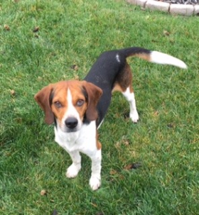 Lap of Love Veterinary Hospice Ave Maria,
Florida Testimonial for Dr. Maggie Mottram
by Franciska undefined