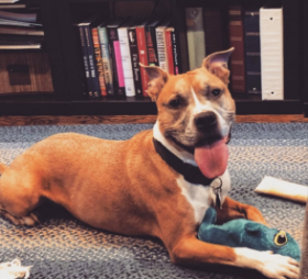 Lap of Love Veterinary Hospice Washington, 
		District of Columbia Testimonial for Dr. Maura Wade 
		by Ben undefined