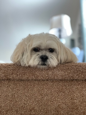 Lap of Love Veterinary Hospice Kernersville,
North Carolina Testimonial for Dr. Kate Reynolds
by Peter undefined