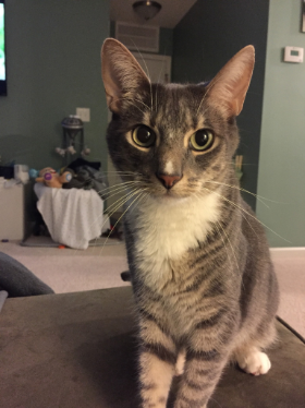 Lap of Love Veterinary Hospice Wake Forest,
North Carolina Testimonial for Dr. Olivia Ross
by Michelle undefined