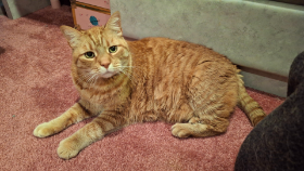 Lap of Love Veterinary Hospice West Windsor,
New Jersey Testimonial for Dr. Anna Heineke
by Robert and Jessica undefined