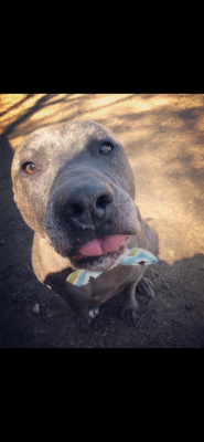 Lap of Love Veterinary Hospice Millington,
Tennessee Testimonial for Dr. Sally Lynch
by Brittany undefined