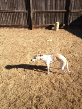 Lap of Love Veterinary Hospice Bixby,
Oklahoma Testimonial for Dr. Dan Walker
by Peggy undefined