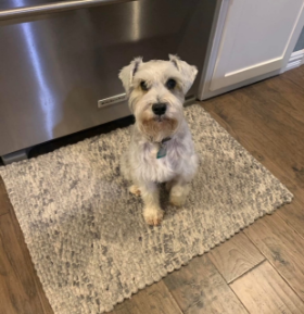 Lap of Love Veterinary Hospice Plano,
Texas Testimonial for Dr. Katie Zimmerman
by Ellen & Mike undefined