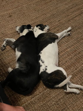 Lap of Love Veterinary Hospice Stony Brook,
New York Testimonial for Dr. Julianne Gerbino
by Corrine undefined