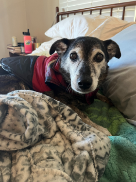 Lap of Love Veterinary Hospice NEW HAVEN,
Connecticut Testimonial for Dr. Morina Pierce
by Greta undefined