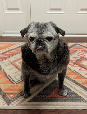 Lap of Love Veterinary Hospice Kernersville,
North Carolina Testimonial for Dr. Maggie Daves
by Sheri undefined