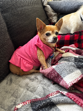 Lap of Love Veterinary Hospice Norfolk ,
Virginia Testimonial for Dr. Meagan Meador
by Jennifer undefined