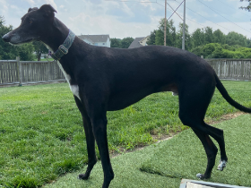 Lap of Love Veterinary Hospice Olathe,
Kansas Testimonial for Dr. Susan Weis
by Suzy undefined