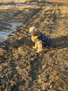 Lap of Love Veterinary Hospice Fowlerville ,
Michigan Testimonial for Dr. Laura Porta
by Kelly undefined